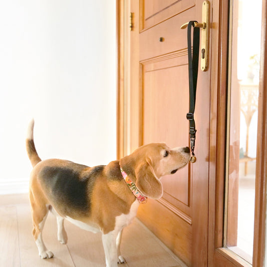 Potty-Train Like a Pro: Why a Door-Mounted Dog Bell Is Your Best Friend