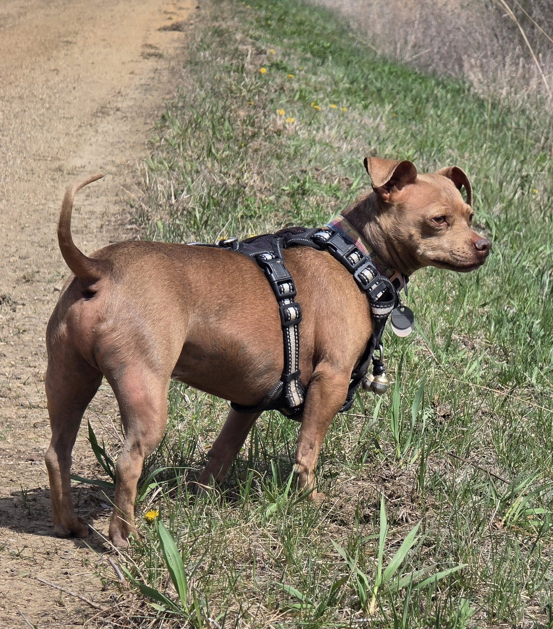 Mac, a Chihuahua-Pitbull mix, standing at the edge of a dirt trail with a pair of medium Noble Bells® bells on his harness