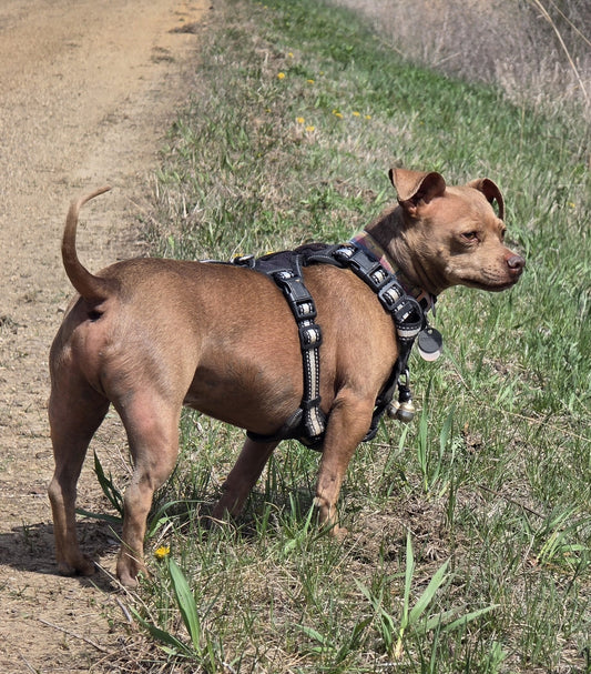 Mac, a Chihuahua-Pitbull mix, standing at the edge of a dirt trail with a pair of medium Noble Bells® bells on his harness