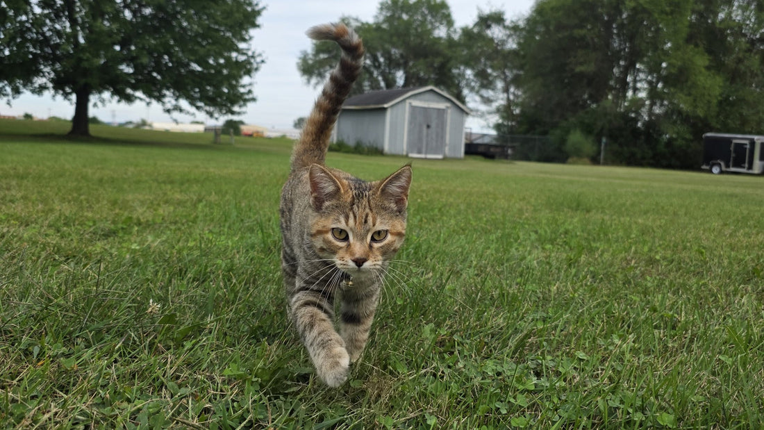 Princess Buttercup walking across the grass toward the camera, wearing her Extra Small Noble Bell.