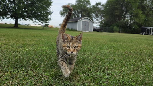 Princess Buttercup walking across the grass toward the camera, wearing her Extra Small Noble Bell.